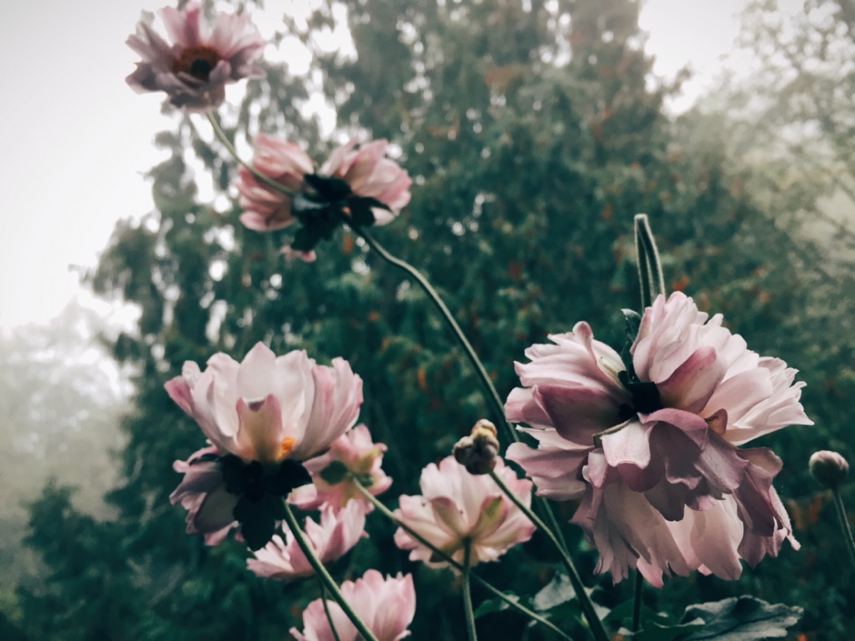 flowers in fog