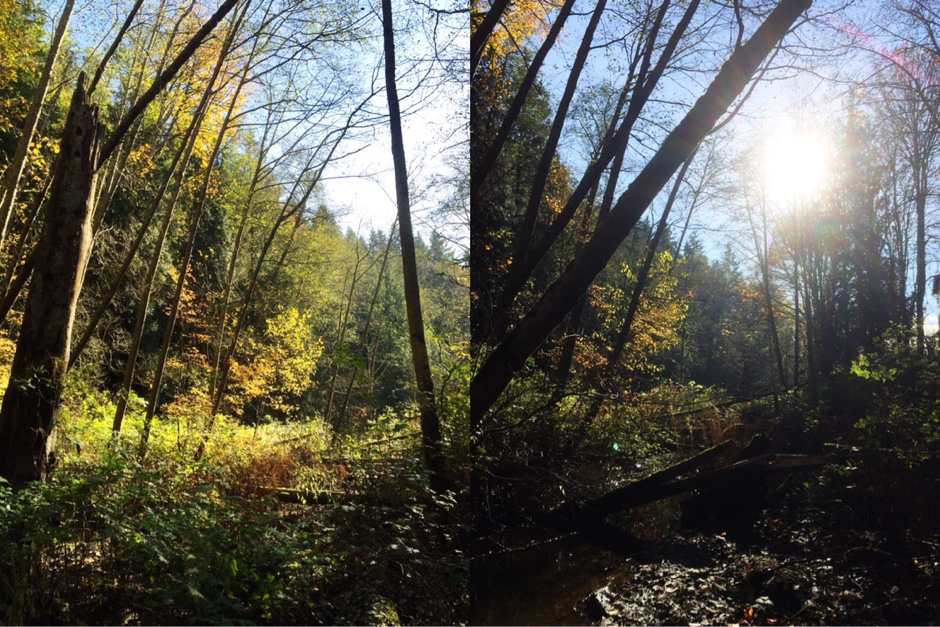 sun through trees