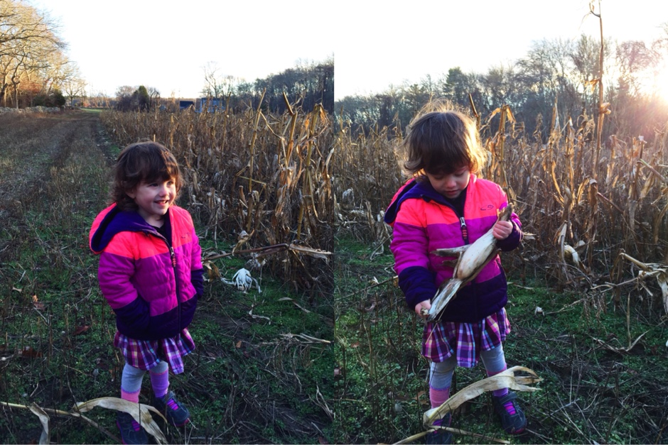 cornfields